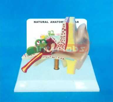 NATURAL LEFT ANATOMICAL EAR MODEL WITH DESCRIPTION PLATE